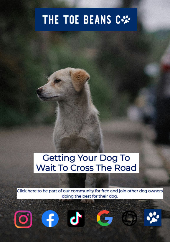 Teach Your Dog To Cross The Road Safely