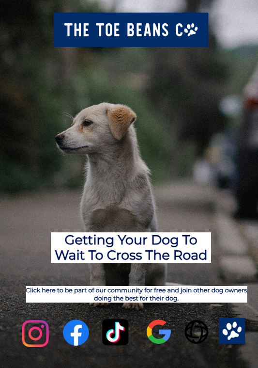 Teach Your Dog To Cross The Road Safely