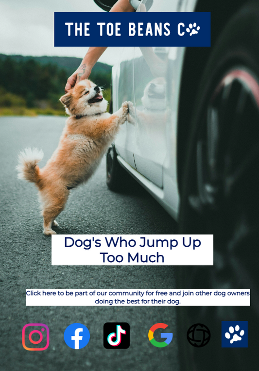 How To Stop Your Dog Jumping Up On People