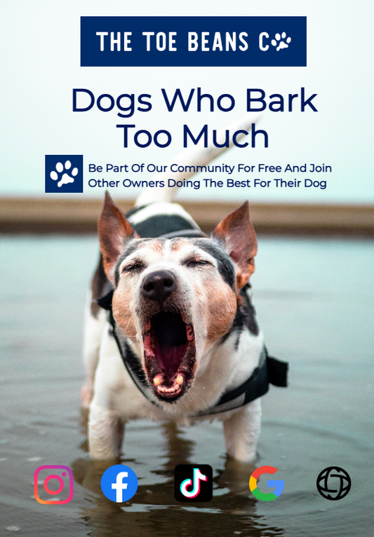How To Stop Excessive Dog Barking (That Actually Works)