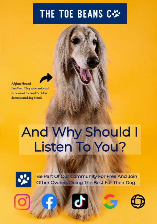 Dog Recall Training (That Actually Works)