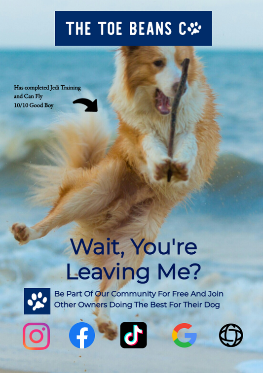 Solve Your Dog's Separation Anxiety: Without Losing Your Mind