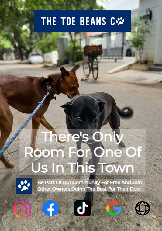 Introducing A New Dog To Your Home (Without Starting World War III)