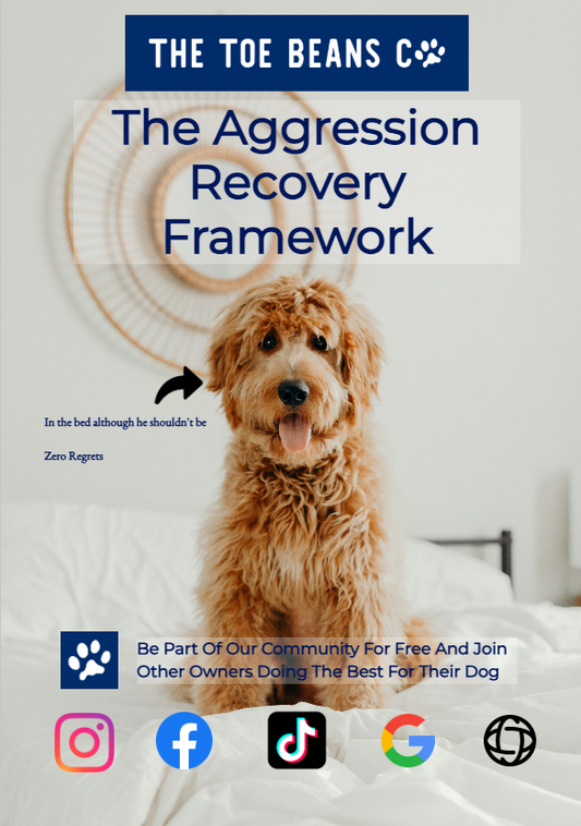 Managing Mild Dog Aggression: When To Get Help