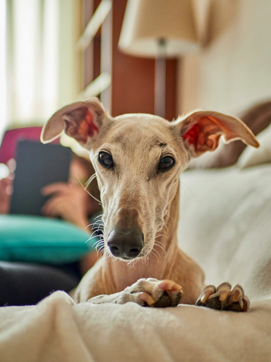 Sighthounds: 99% Chill, 1% Go. The Perfect Companion.