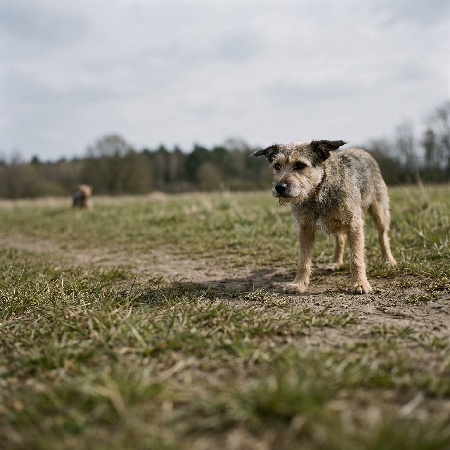 Dog showing subtle stress signals, stiff posture, tail low, ears back, standing on a footpath