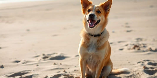 Happy dog trained on Bondi Beach.
