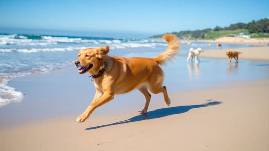 Dogs running and playing on Mona Vale Beach.