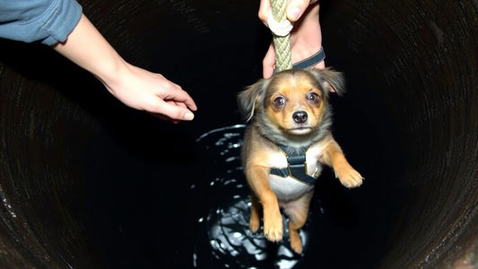 Dog rescued from deep well by rope.