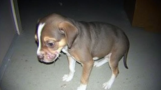 Puppy looking distressed on CCTV footage.