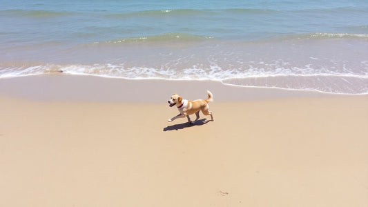 Dog running on beach, Wollongong Council restrictions reversed.