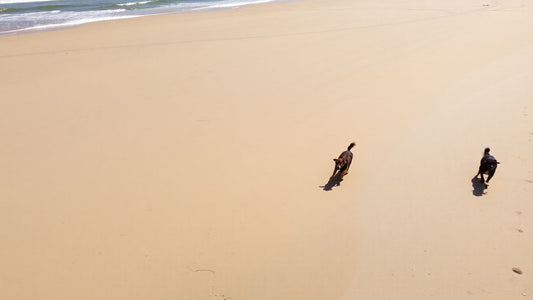 Dogs playing on a sunny beach.