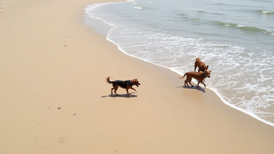 Dogs playing on a sunny beach.