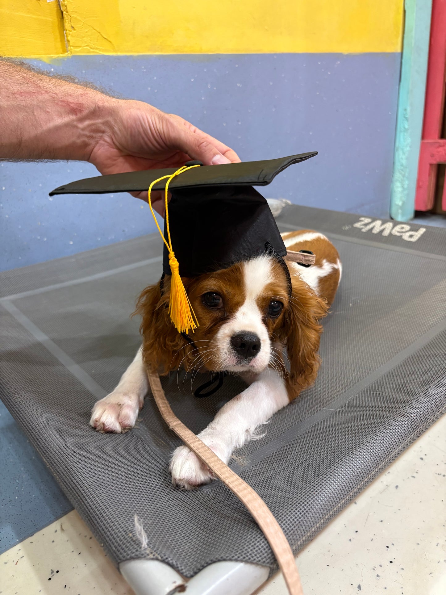 Dog wearing a graduation cap in a pet carrier on a colorful floor.