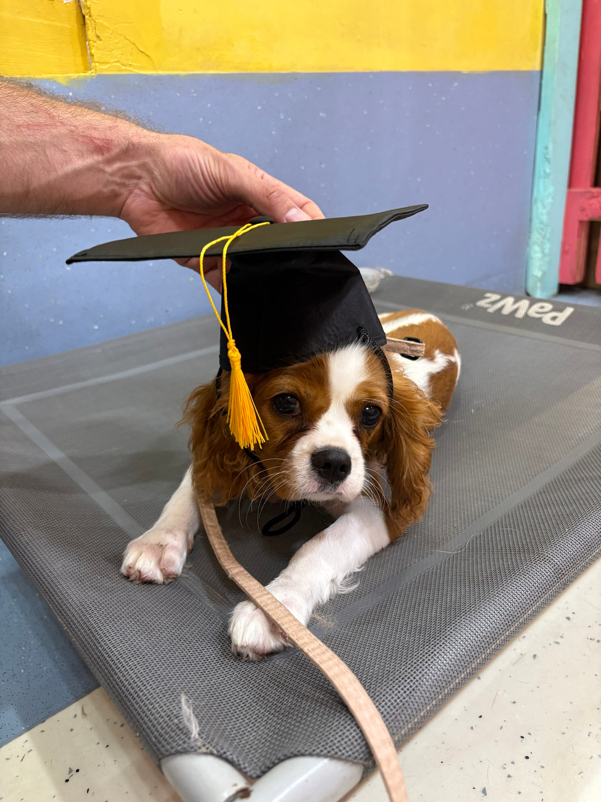 Dog wearing a graduation cap in a pet carrier on a colorful floor.