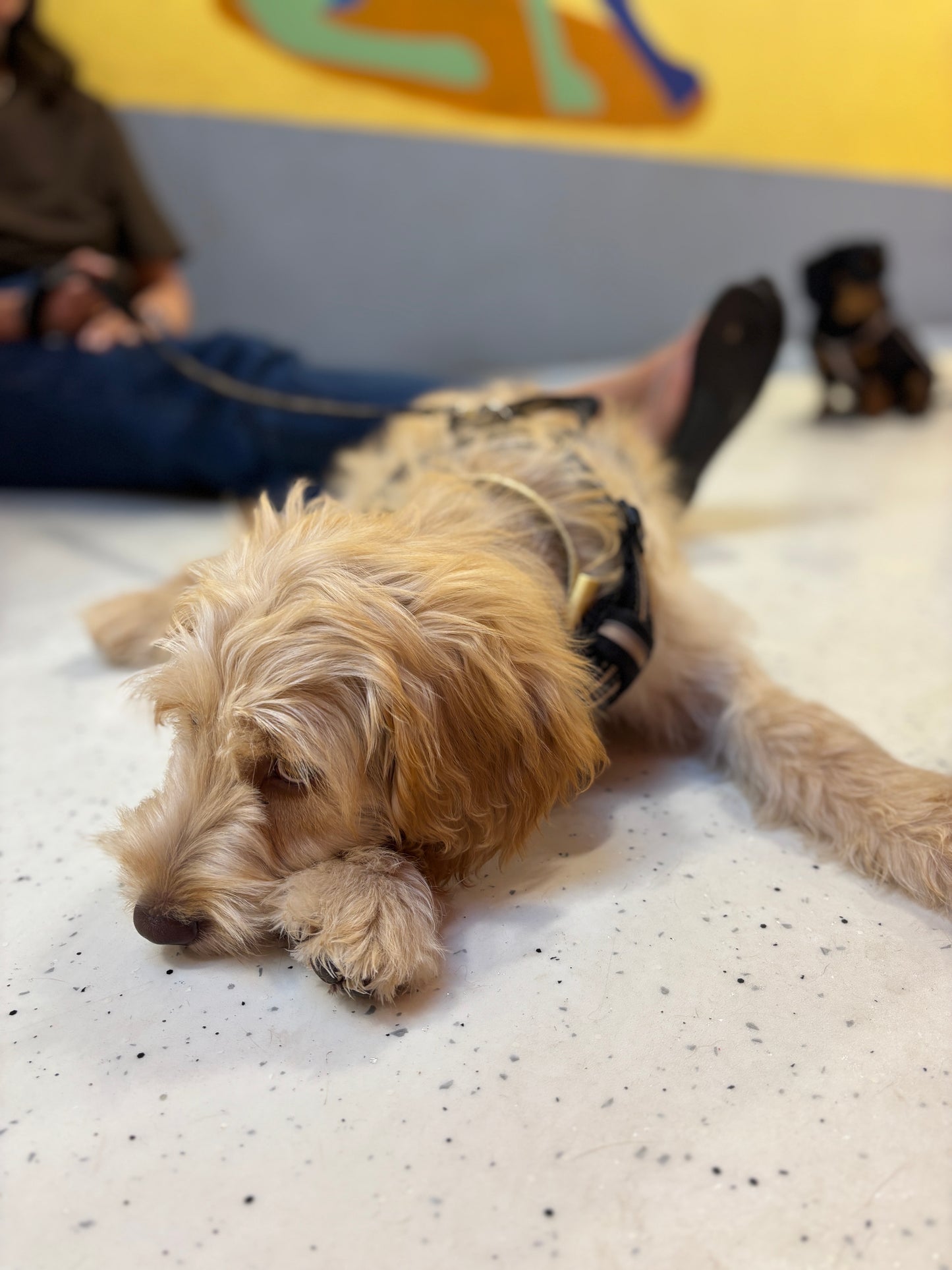 A small fluffy tan dog wearing a black harness lies on a speckled white floor in an indoor setting, with a person's legs and a colorful wall visible in the background.
