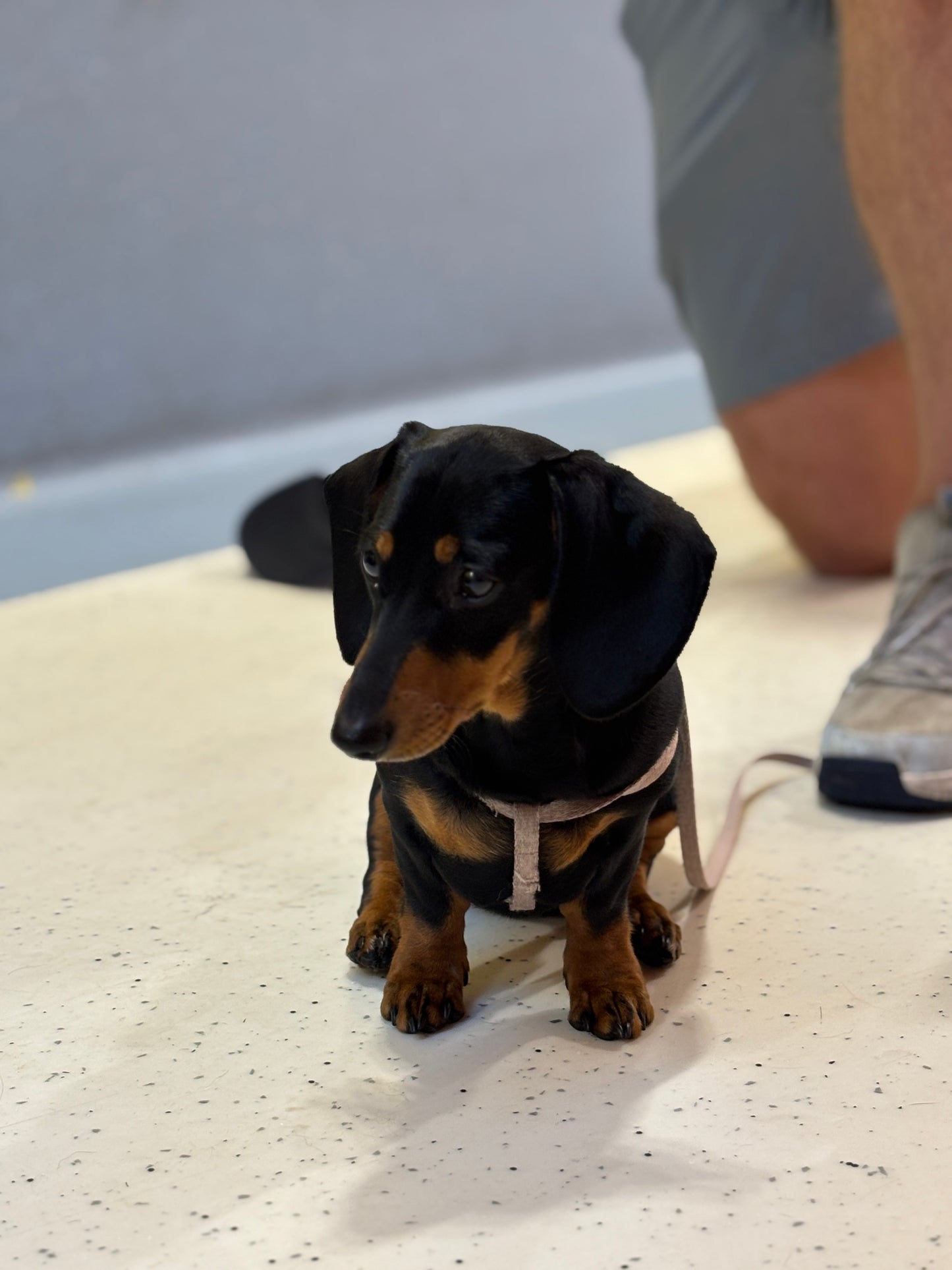 A small black and tan dachshund wearing a light pink harness, sitting on a speckled cream floor in an indoor setting with a person's legs visible in the background.
