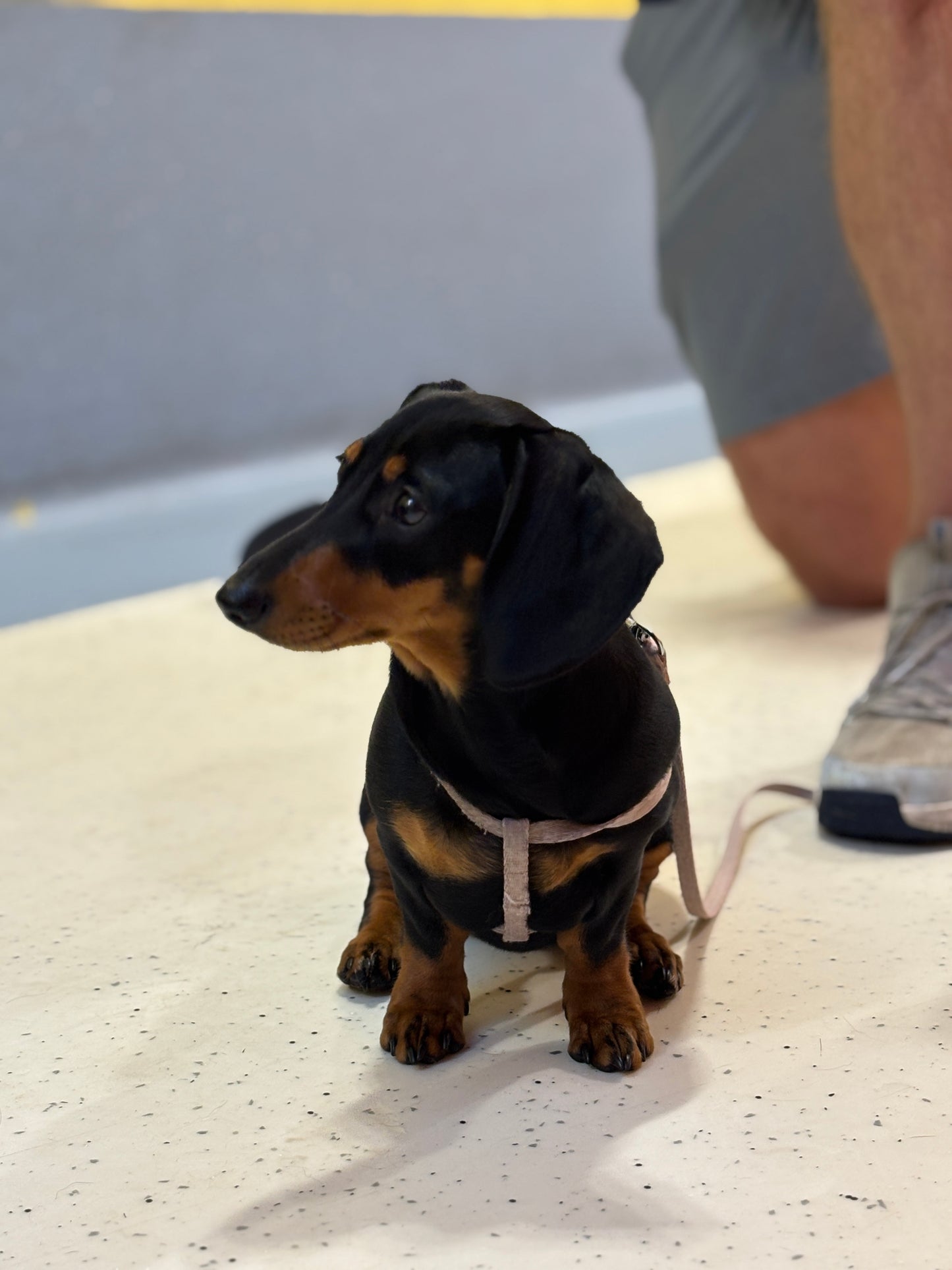 A small black and tan dachshund wearing a light beige harness and leash, sitting on a speckled white floor with a person's legs and shoe partially visible in the background.