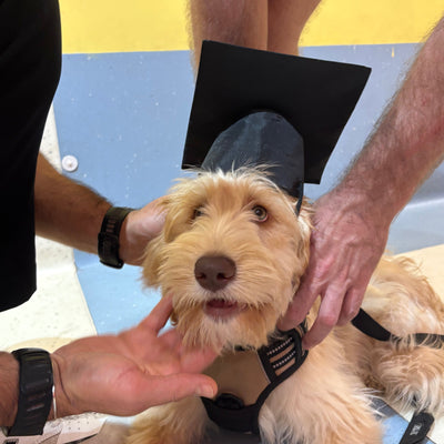 Person petting a small dog on a colorful floor