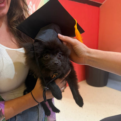 Person holding a small black cat wearing a graduation cap indoors.