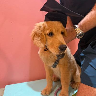 Dog wearing a graduation cap with a pink background
