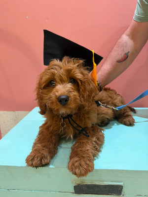 Small brown dog wearing a black graduation cap on a light green surface with a pink background.
