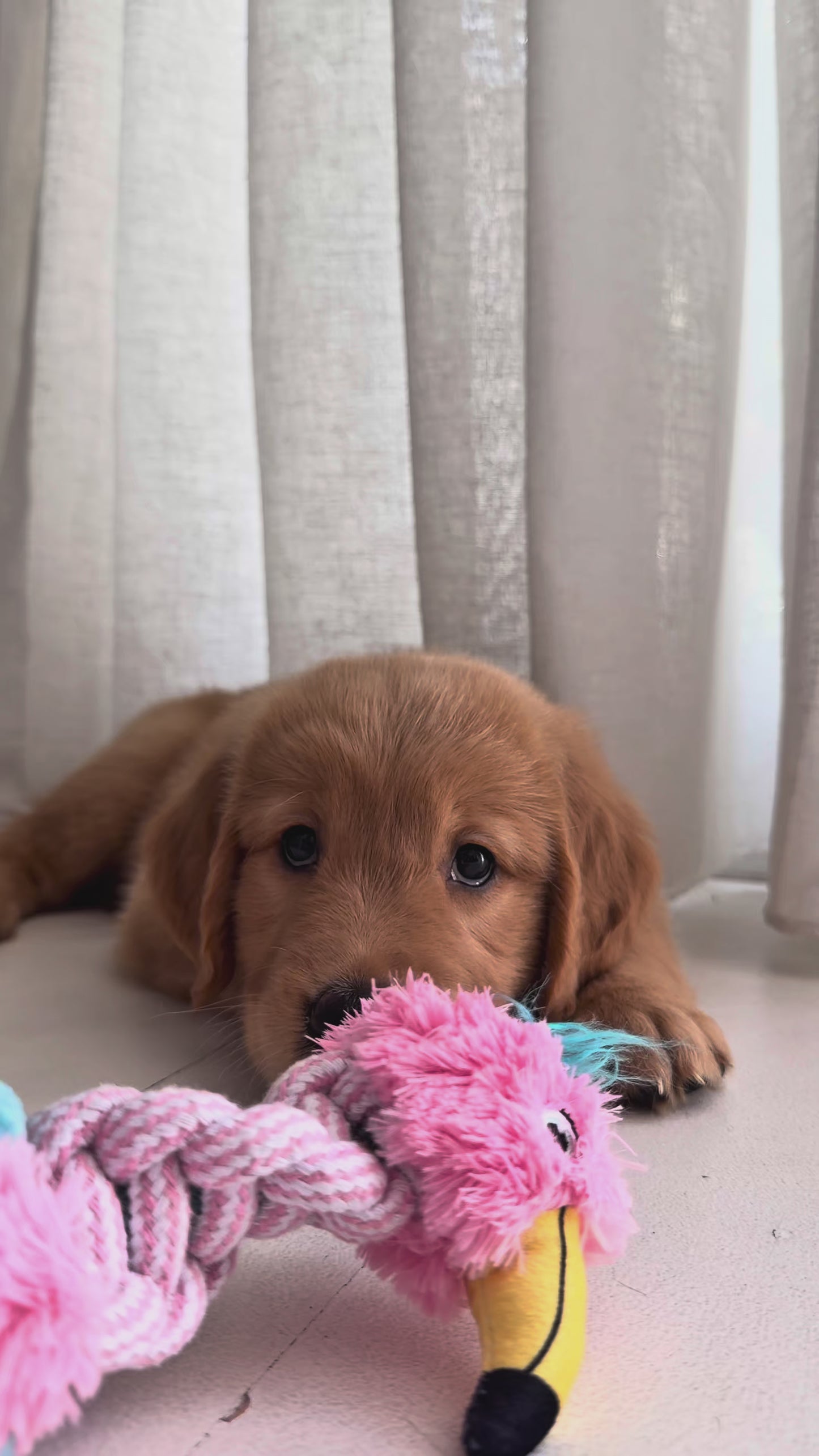 Complete Puppy Program